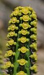 Euphorbia tescorum PV2496 Merille GPS168 v 2012 Kenya 2014_0452.jpg